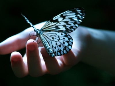 butterfly